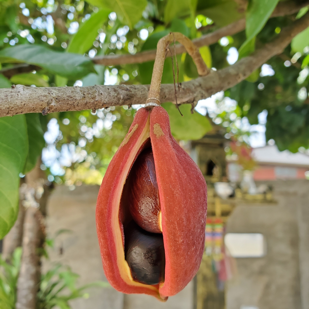 Chinese Chestnut Tree Seeds (Castanea mollissima)