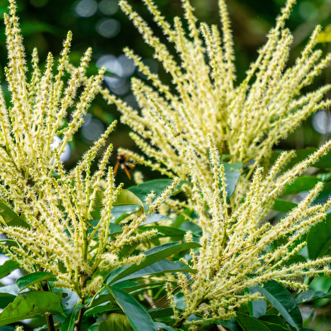 Chinese Chestnut Tree Seeds (Castanea mollissima)
