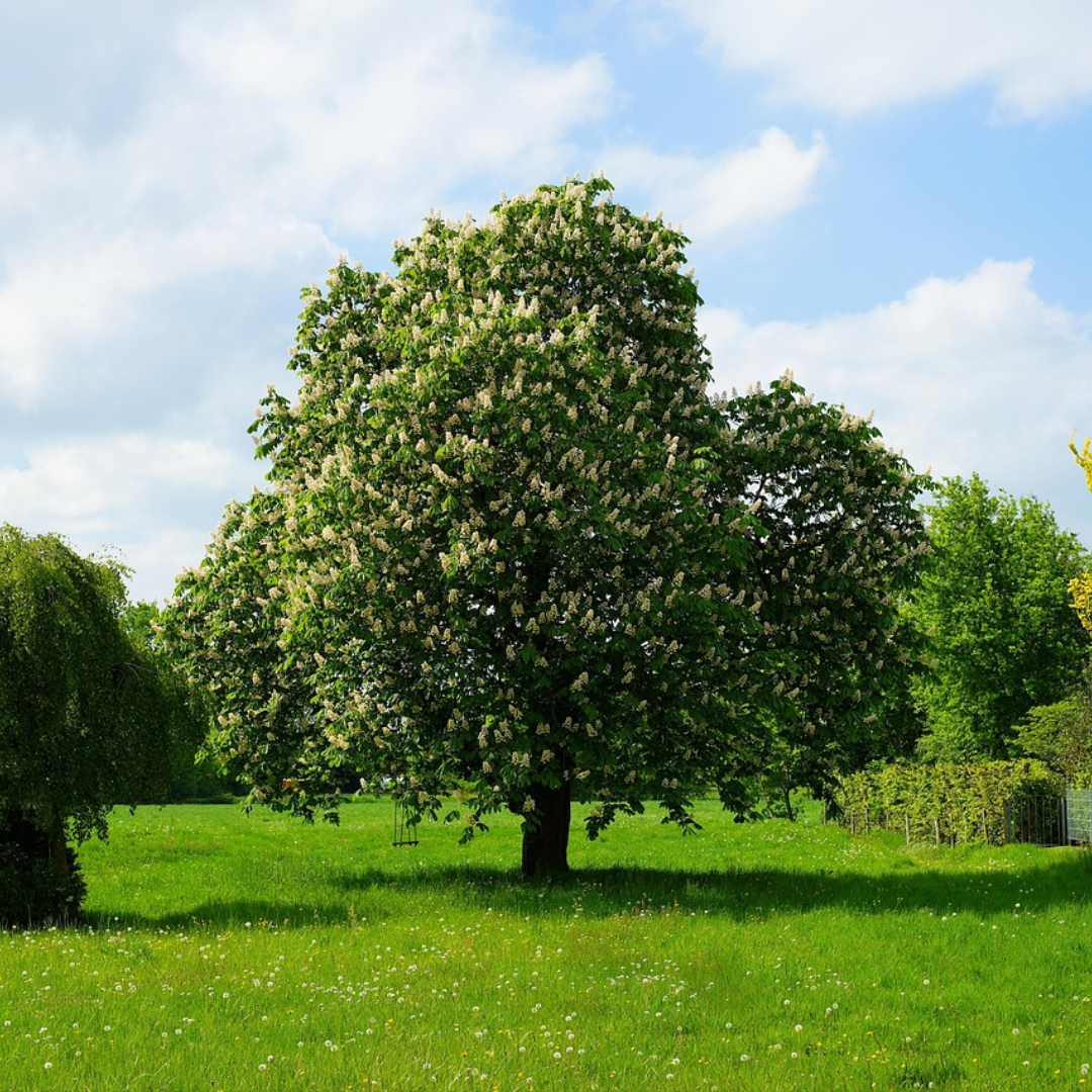 Chinese Chestnut Tree Seeds (Castanea mollissima)