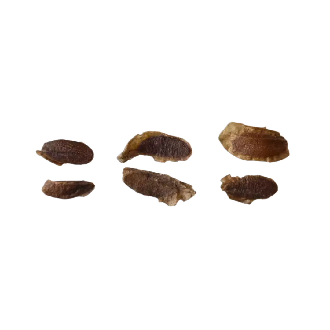Common Lilac Tree Seeds (Syringa vulgaris