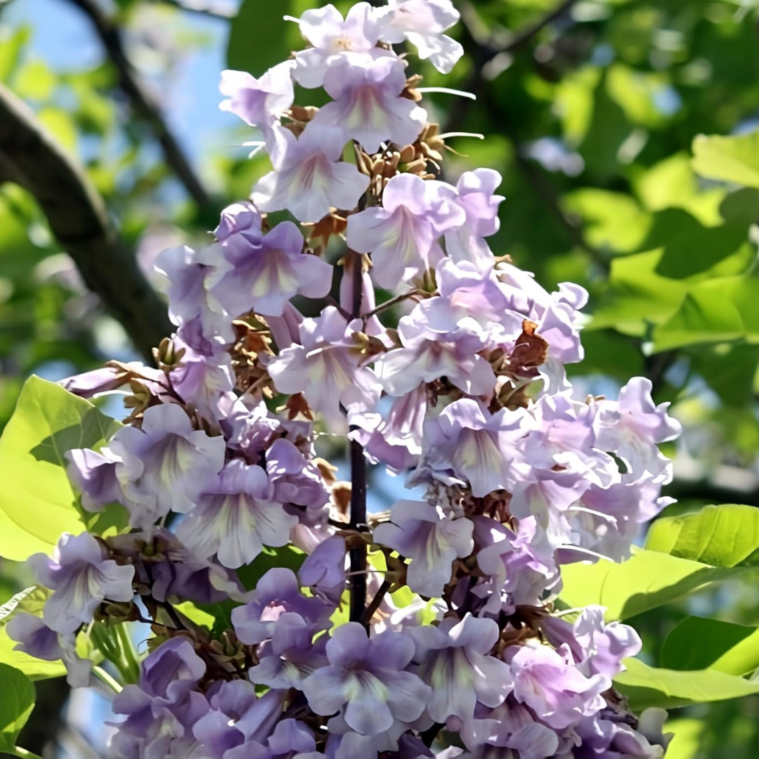 Common Lilac Tree Seeds (Syringa vulgaris