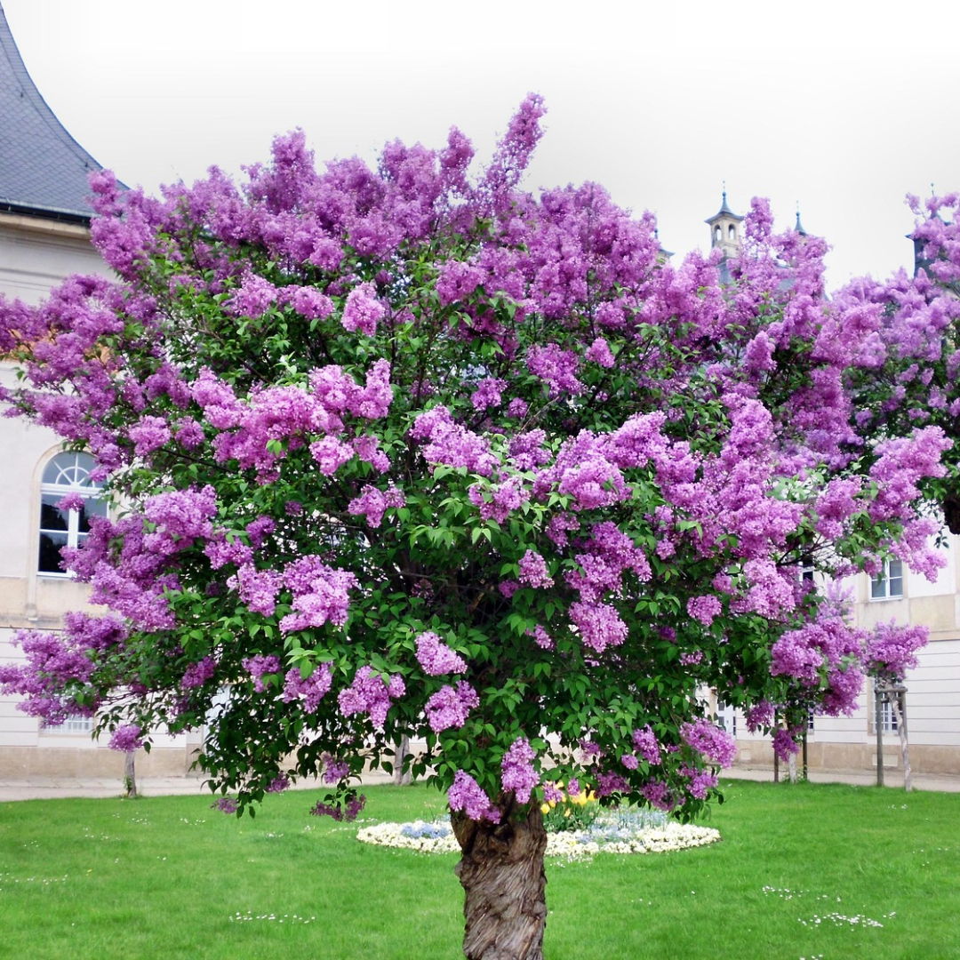 Common Lilac Tree Seeds (Syringa vulgaris