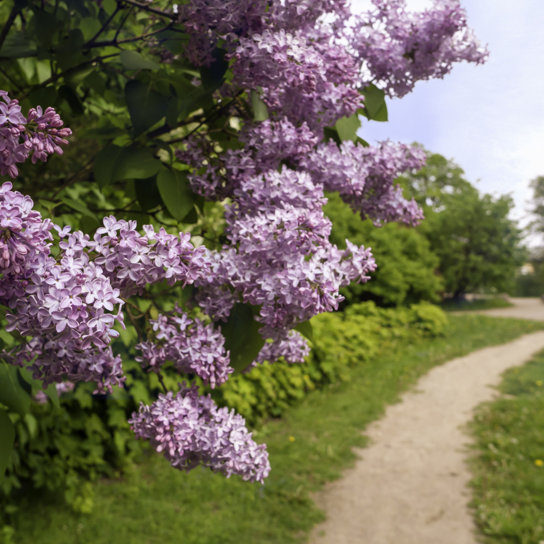 Common Lilac Tree Seeds (Syringa vulgaris