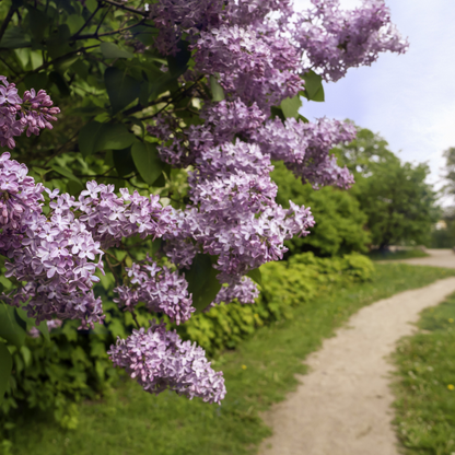 Common Lilac Tree Seeds (Syringa vulgaris