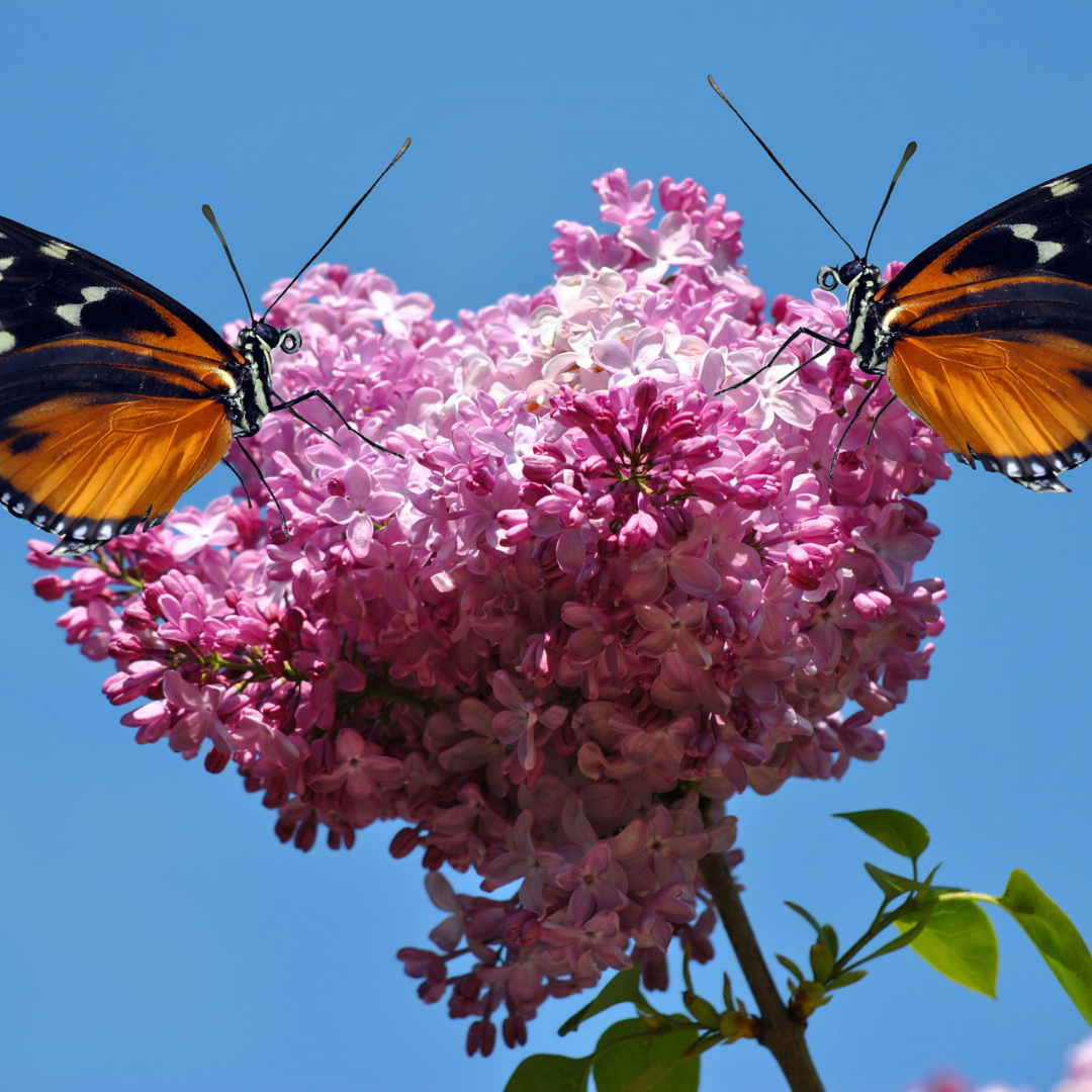 Common Lilac Tree Seeds (Syringa vulgaris