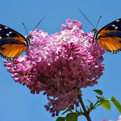 Common Lilac Tree Seeds (Syringa vulgaris