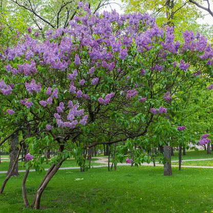 Common Lilac Tree Seeds (Syringa vulgaris