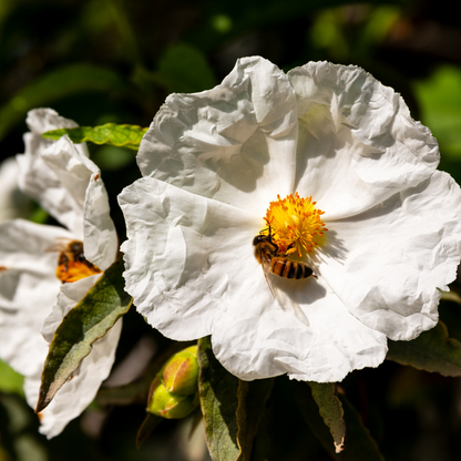Franklin Tree Seeds (Franklinia alatamaha)