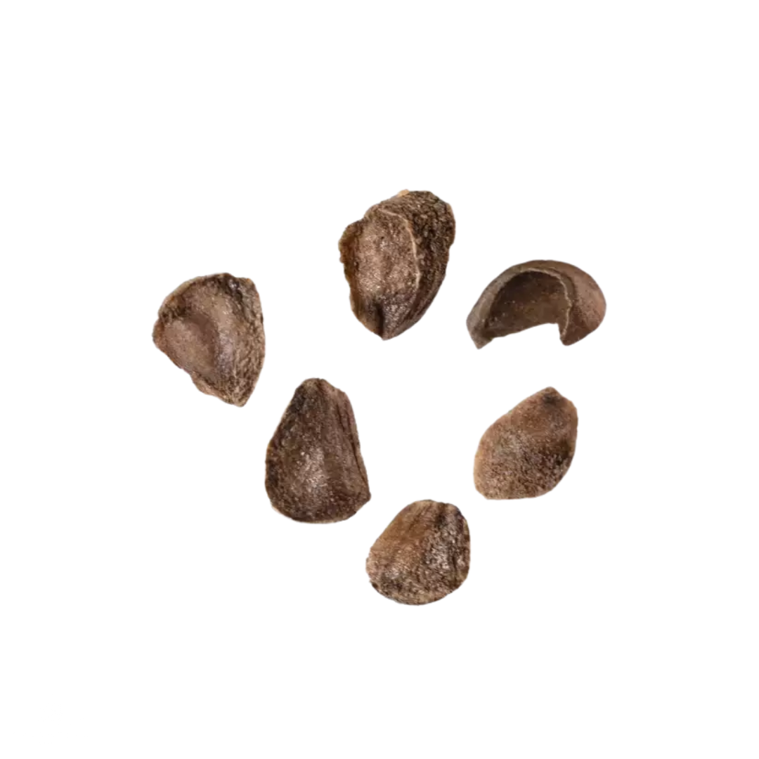 Franklin Tree Seeds (Franklinia alatamaha)