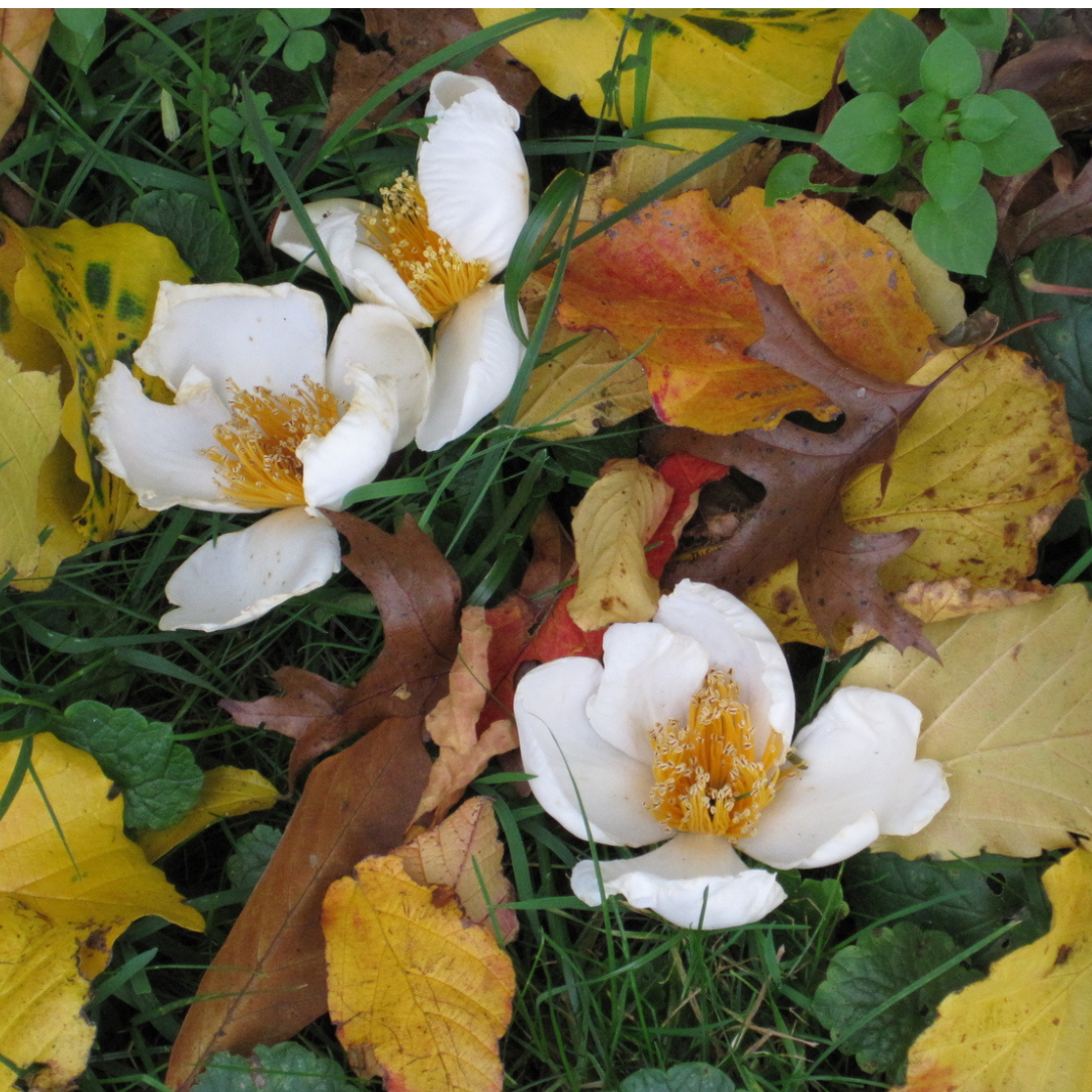 Franklin Tree Seeds (Franklinia alatamaha)