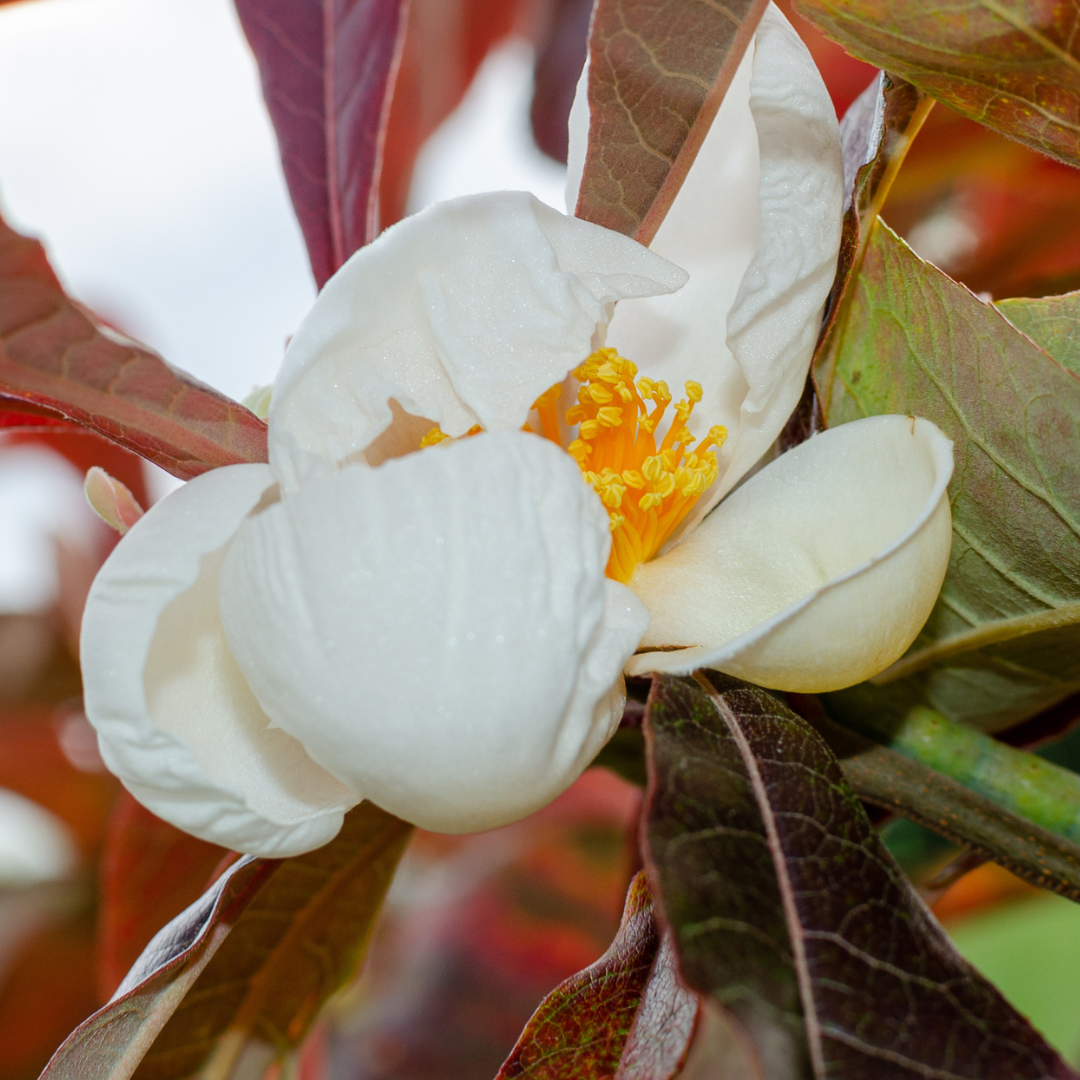 Franklin Tree Seeds (Franklinia alatamaha)