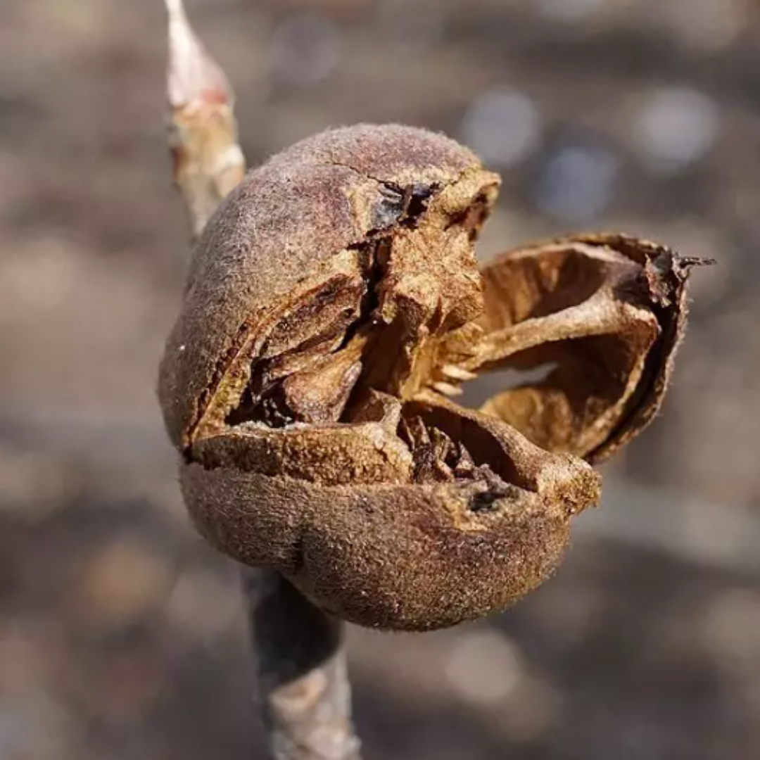Franklin Tree Seeds (Franklinia alatamaha)