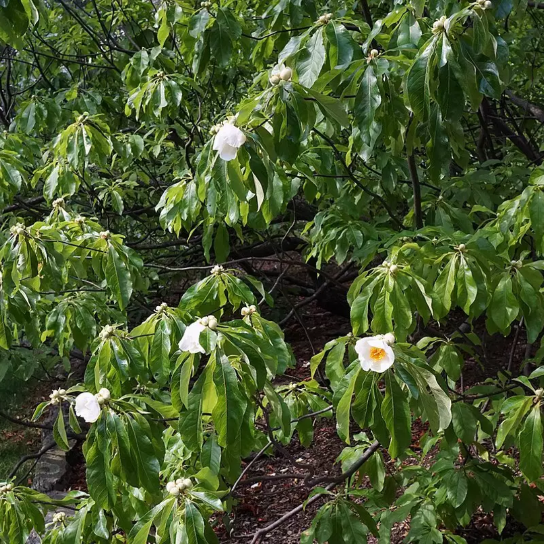Franklin Tree Seeds (Franklinia alatamaha)