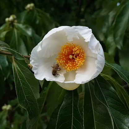 Franklin Tree Seeds (Franklinia alatamaha)