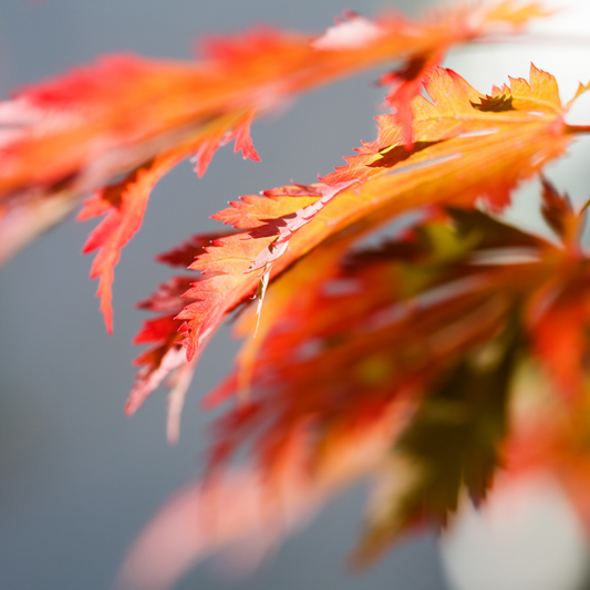 Full Moon Maple Tree Seeds (Acer japonicum ‘Oisami’)