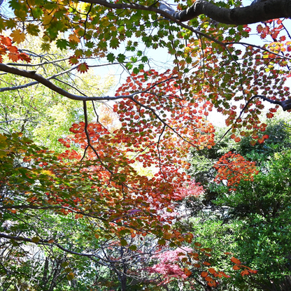 Full Moon Maple Tree Seeds (Acer japonicum ‘Oisami’)