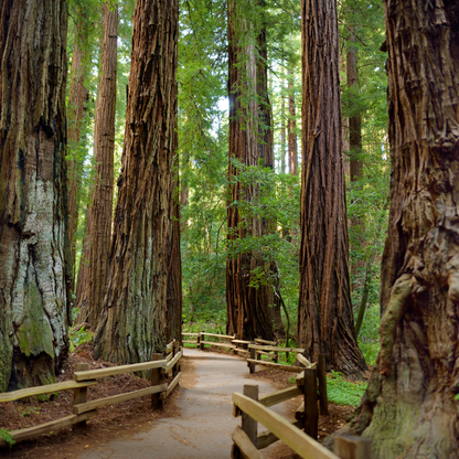 Giant Sequoia Tree Seeds (Sequoiadendron giganteum)