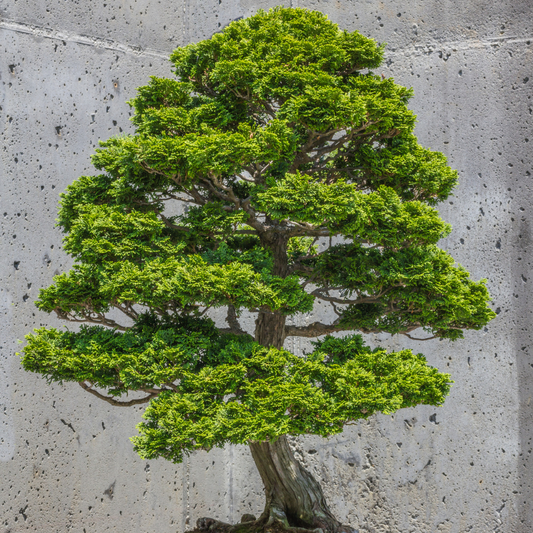 Hinoki Cypress Tree Seeds (Chamaecyparis obtusa)