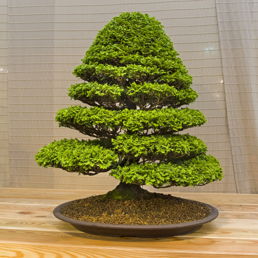 Hinoki Cypress Tree Seeds (Chamaecyparis obtusa)