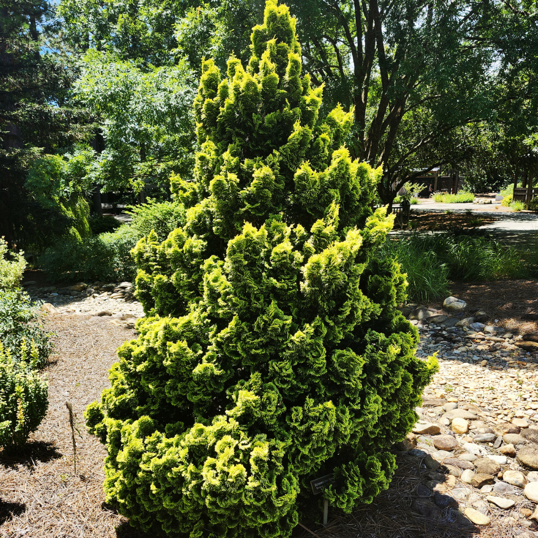 Hinoki Cypress Tree Seeds (Chamaecyparis obtusa)