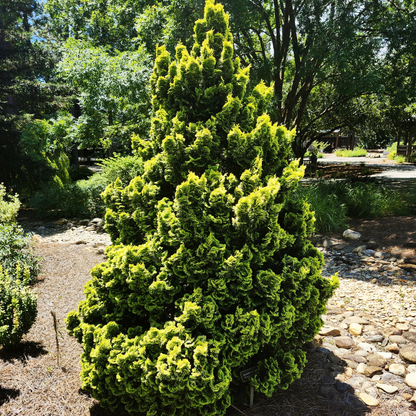 Hinoki Cypress Tree Seeds (Chamaecyparis obtusa)