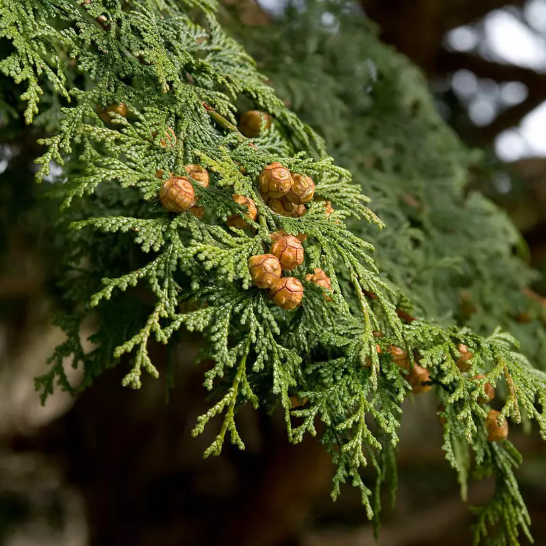Hinoki Cypress Tree Seeds (Chamaecyparis obtusa)