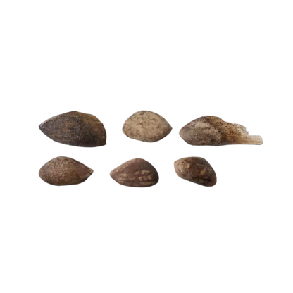 Japanese Black Pine Tree Seeds (Pinus thunbergii)