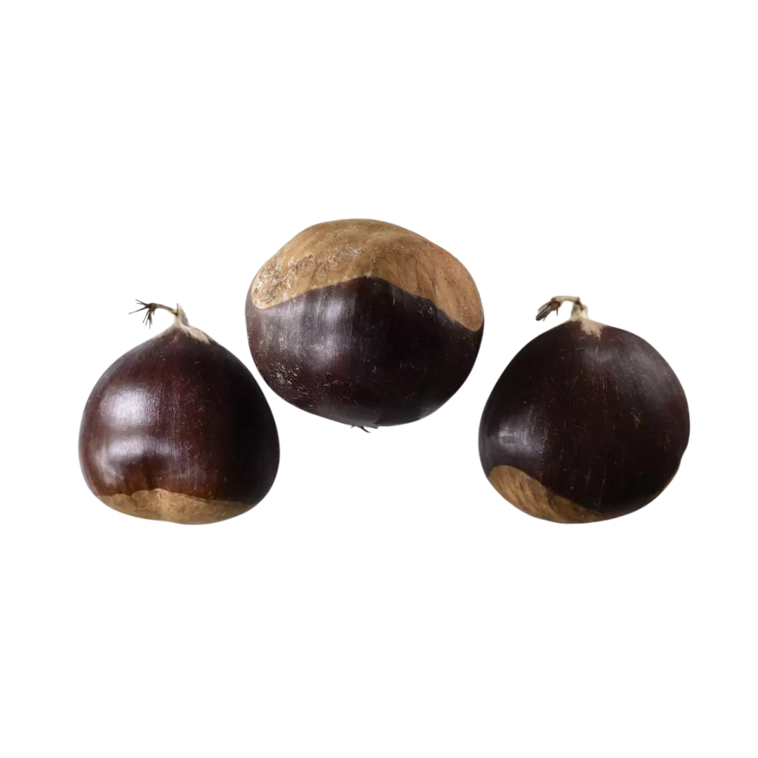 Three japanese chestnut seeds with a brown and beige coloration on a white background