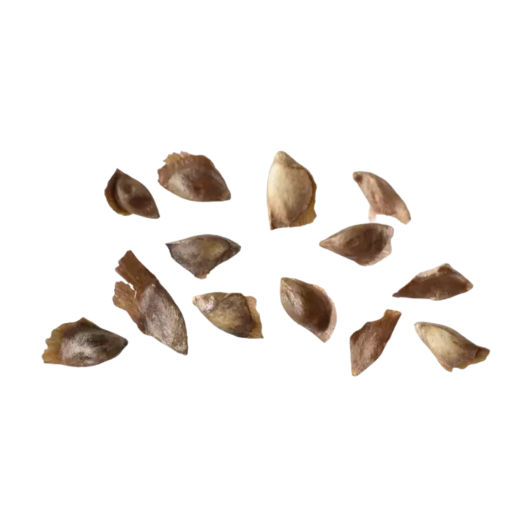 Japanese Larch Tree Seeds (Larix kaempferi)