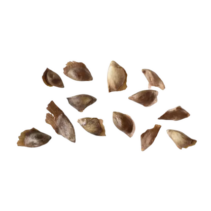 Japanese Larch Tree Seeds (Larix kaempferi)