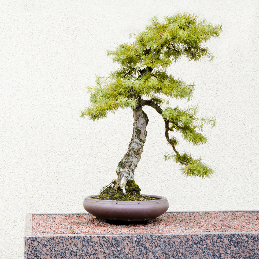 Japanese Larch Tree Seeds (Larix kaempferi)