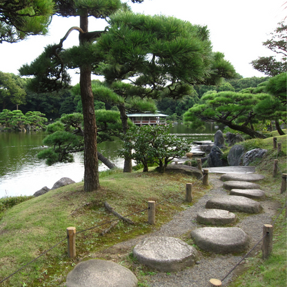 Japanese Black Pine Tree Seeds (Pinus thunbergii)