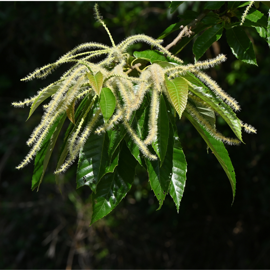 Close-up of a japanese chestnut tree branch with green leaves and fuzzy catkins against a dark background