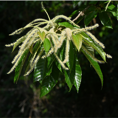 Close-up of a japanese chestnut tree branch with green leaves and fuzzy catkins against a dark background