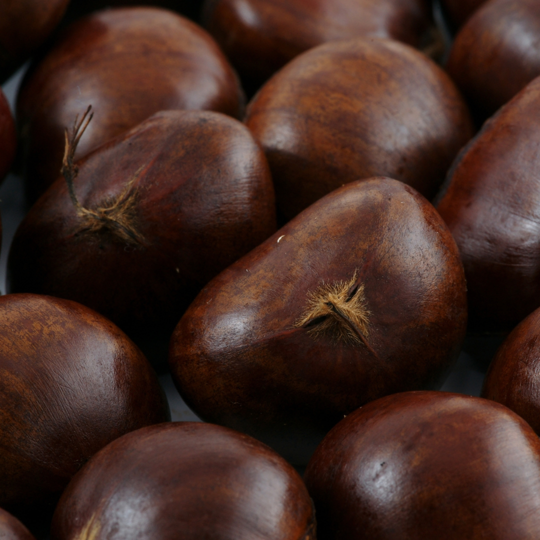 Close-up of japanese chestnut seeds with a dark background