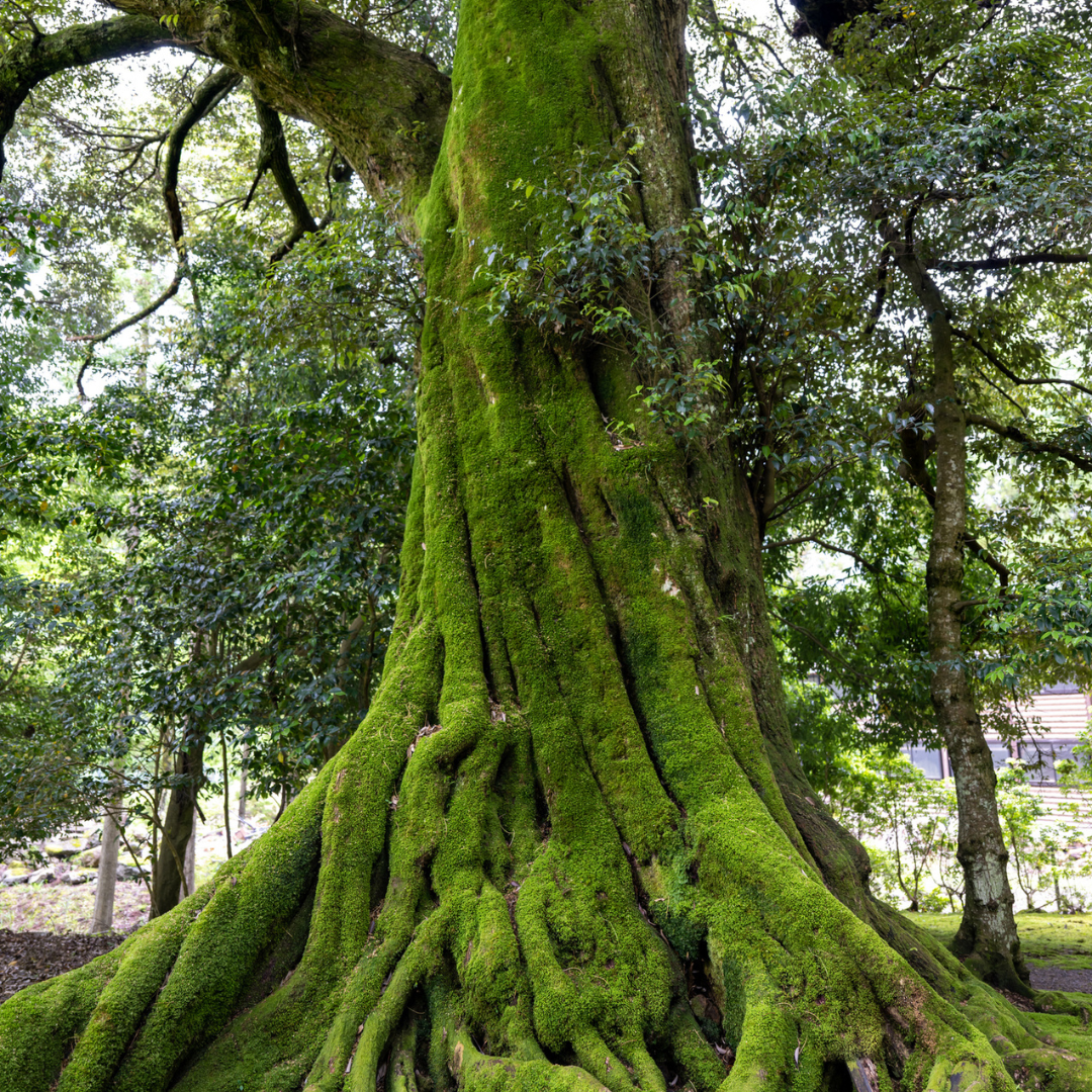Moss-covered Japanese Chestnut tree trunk in a forest setting