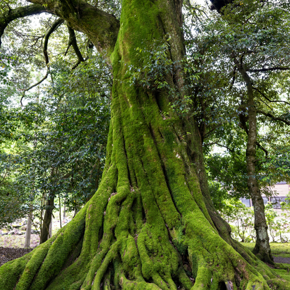 Moss-covered Japanese Chestnut tree trunk in a forest setting