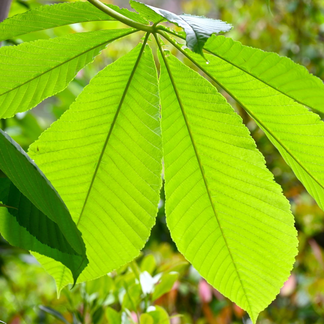 Close-up of green leaves with a blurred natural background of a japanese chestnut tree