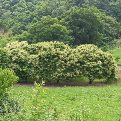 Large Japanese Chestnut Trees in a field with trees in the background