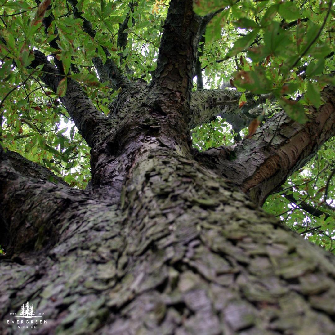 Close-up of a large Japanese Chestnut tree trunk with green leaves in the background