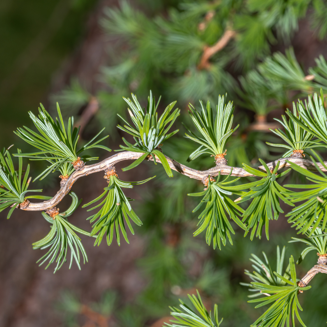 Japanese Larch Tree Seeds (Larix kaempferi)