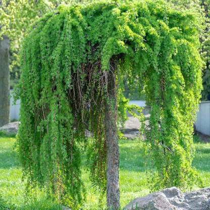 Japanese Larch Tree Seeds (Larix kaempferi)