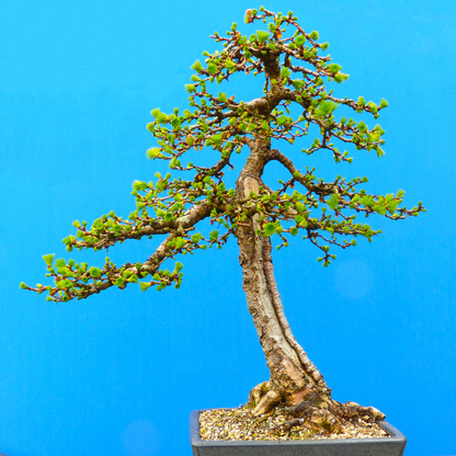 Japanese Larch Tree Seeds (Larix kaempferi)