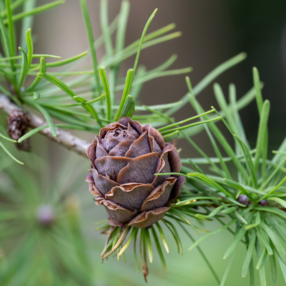 Japanese Larch Tree Seeds (Larix kaempferi)