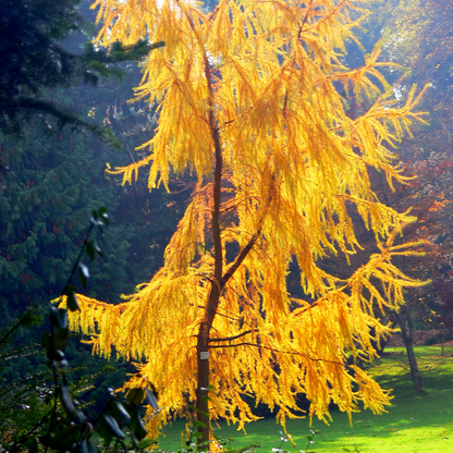 Japanese Larch Tree Seeds (Larix kaempferi)