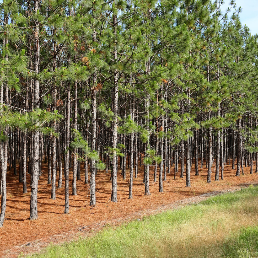 Longleaf Pine Tree Seeds (Pinus palustris)