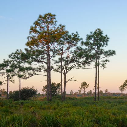 Longleaf Pine Tree Seeds (Pinus palustris)