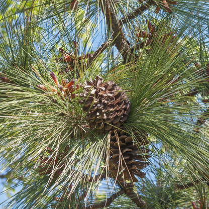 Longleaf Pine Tree Seeds (Pinus palustris)