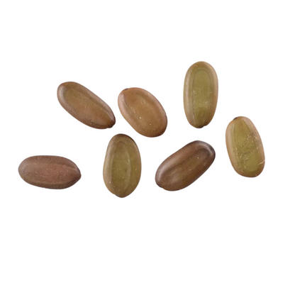 Mimosa Tree Seeds (Albizia julibrissin)