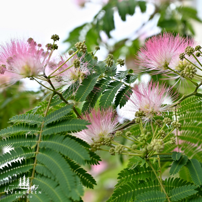 Mimosa Tree Seeds (Albizia julibrissin)